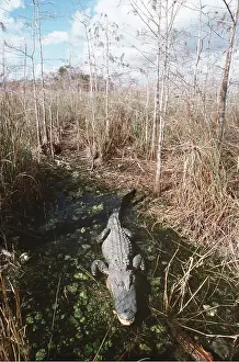 Alligators: ALLIGATOR - in its water hole