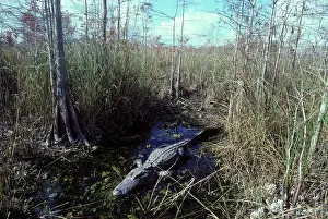 Mississipiensis: Alligator - in the water hole it maintains during