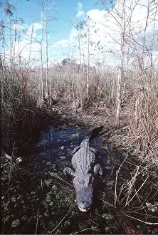 Alligators: Alligator- in waterhole