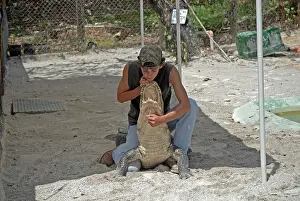 Handler: Alligator wrestler handling full-sized alligator