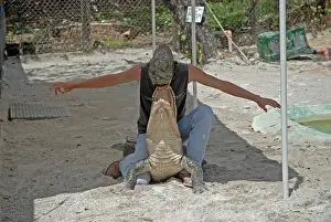 Handler: Alligator wrestler handling full-sized alligator
