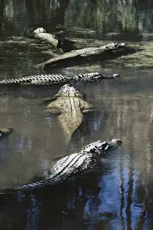 Alligators: Alligators
