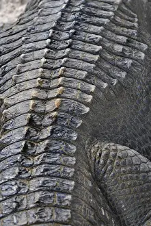 Craggy: Alligator's Back
