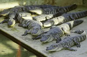 Alligators: Alligators at an alligator farm