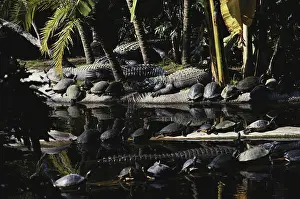 Alligators: Alligators and Turtles