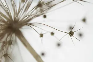 Cristophii: Allium