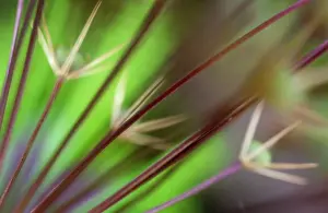 Defocused: Allium