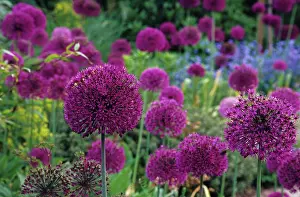 Hollandicum: Allium
