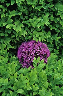 Hollandicum: Allium
