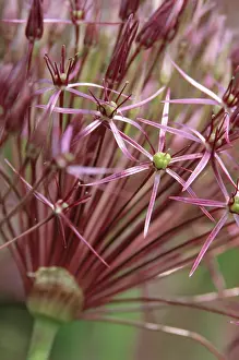 Cristophii: Allium