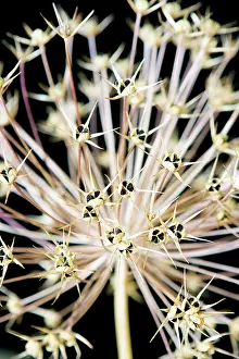 Cristophii: Allium