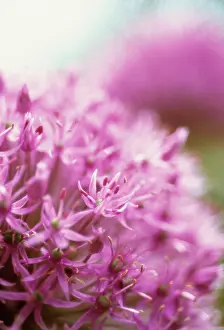 Rosenbach: Allium