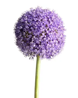 Globemaster: Allium