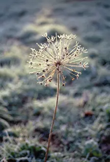Cristophii: Allium