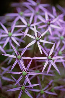 Cristophii: Allium