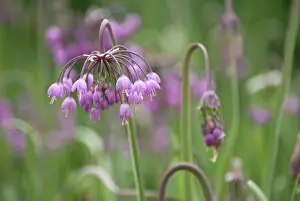 Leek: Allium