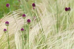 Leek: Allium