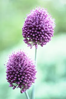 Leek: Allium
