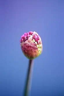 Parts: Allium