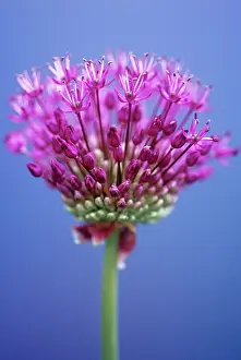 Parts: Allium