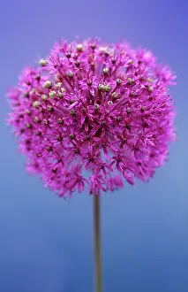 Parts: Allium