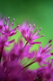 Hollandicum: Allium