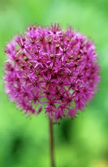 Hollandicum: Allium