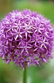 Rosenbach: Allium