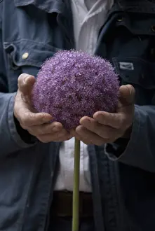 Giganteum: Allium