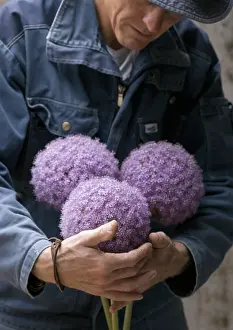 Giganteum: Allium