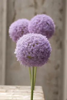 Giganteum: Allium