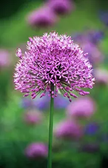 Rosenbach: Allium
