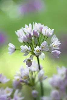 Naples: Allium