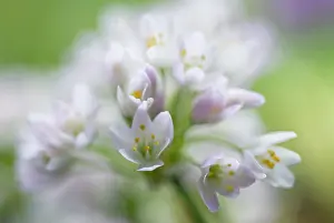 Naples: Allium