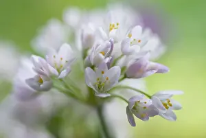 Naples: Allium