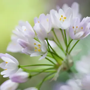 Naples: Allium