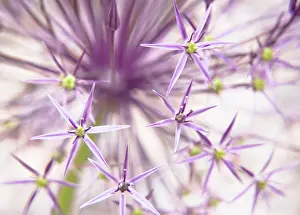 Cristophii: Allium