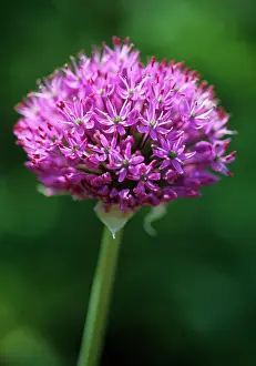 Rosenbach: Allium