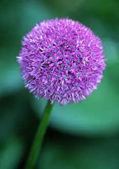 Giganteum: Allium