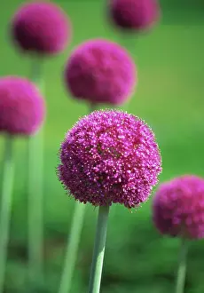 Giganteum: Allium