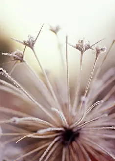 Final: Allium