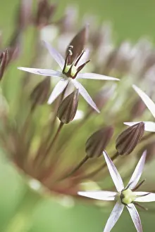 Cristophii: Allium