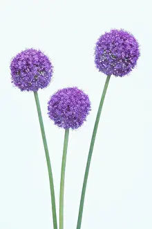 Globemaster: Allium