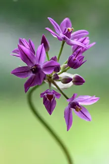Leek: Allium
