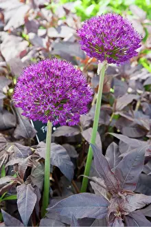 Hollandicum: Allium