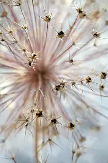 Cristophii: Allium