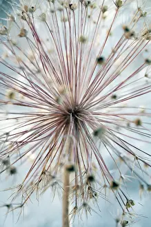 Cristophii: Allium