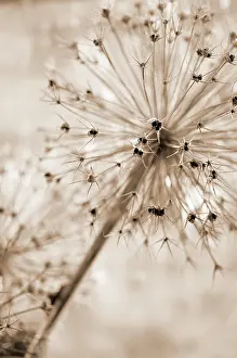 Cristophii: Allium