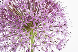 Hollandicum: Allium