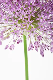 Hollandicum: Allium